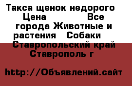 Такса щенок недорого › Цена ­ 15 000 - Все города Животные и растения » Собаки   . Ставропольский край,Ставрополь г.